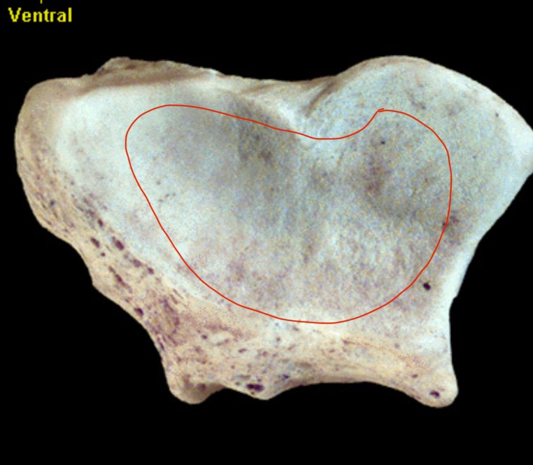 <p>What structure is this?</p>