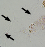 <p>What is this?</p>