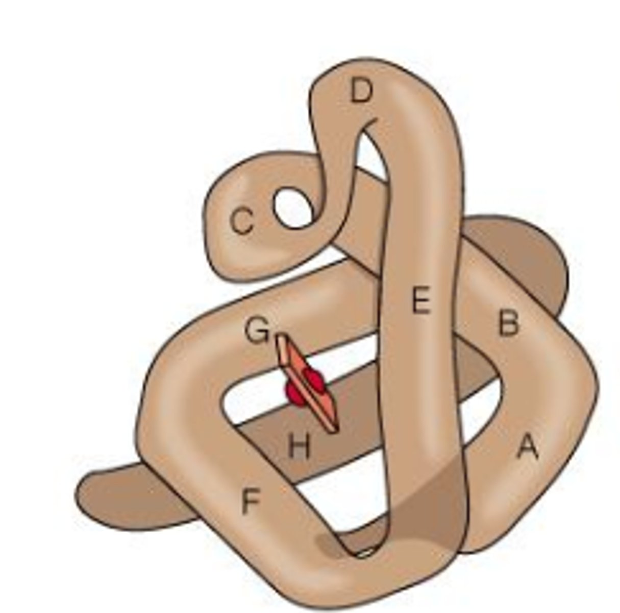 <p>- oxygen storage protein</p><p>- single polypeptide </p>