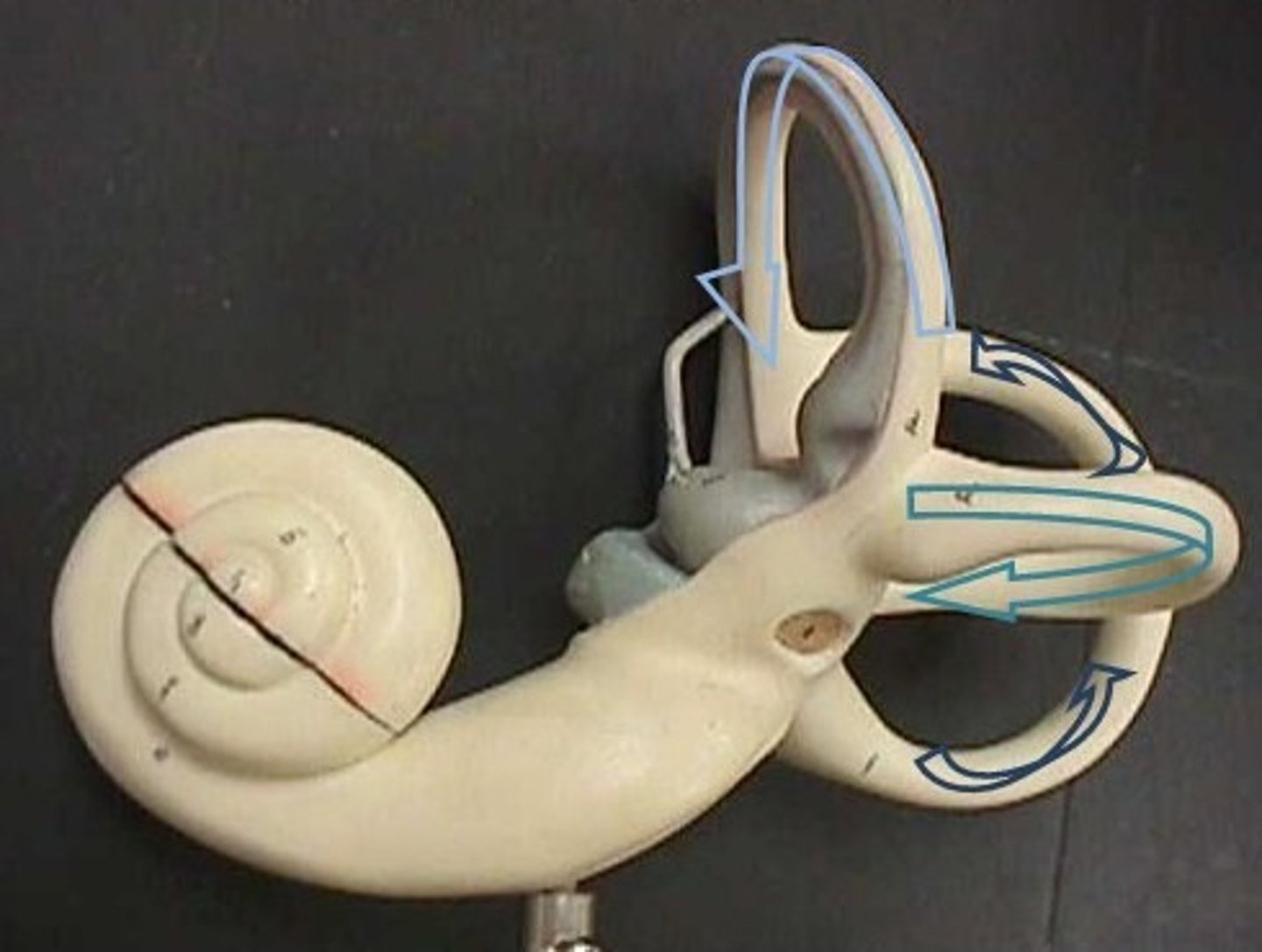 <p>what part of the ear is this?</p>