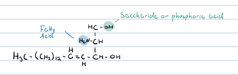 amides of FA and sphingosine which is linked to other polar groups

the fatty acid: 

* saturated or contains 1 double bond, can have odd or even number of carbons, generally
* can contain OH group
* multisaturated FAs are rare in sphingolipids

backbone is not glycerol

the backbone is a long-chain amino alcohol

a fatty acid is joined to sphingosine via amide linkage

a polar head group is attached w. glycosidic or phosphodiester linkage

sugar containing sphingolipids occur mostly on the outer surface of plasma membranes