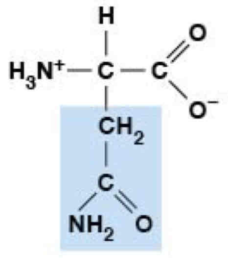 <p>Polar, Uncharged (Hydrophilic)</p>