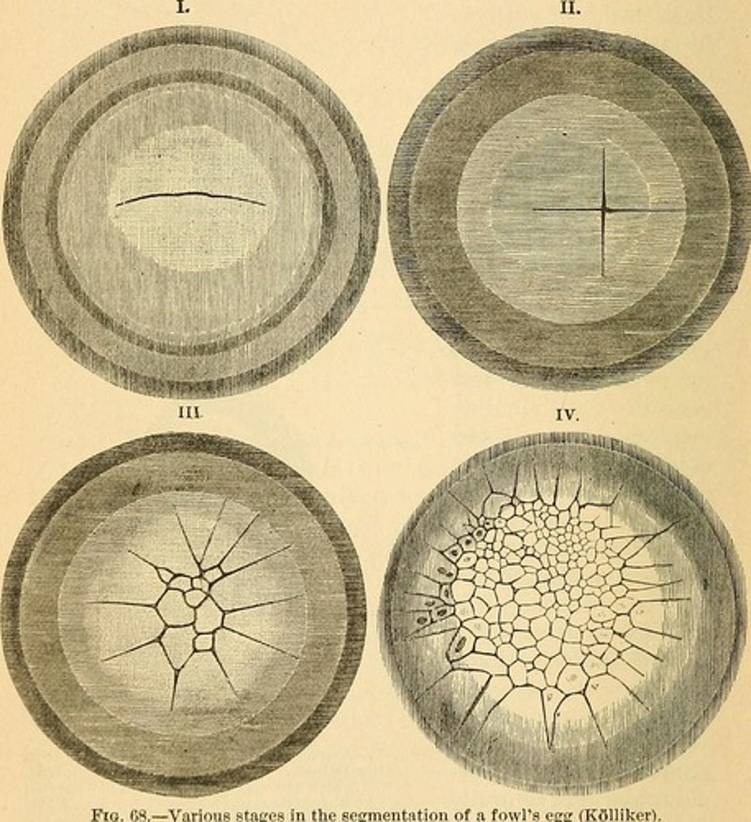 <p>connective tissue; contained with blood vessels</p>