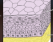 <p>covers the entire body surface; is comparatively thick and dry; consists of stratified squamous epithelia on a layer of areolar and adipose connective tissues</p>