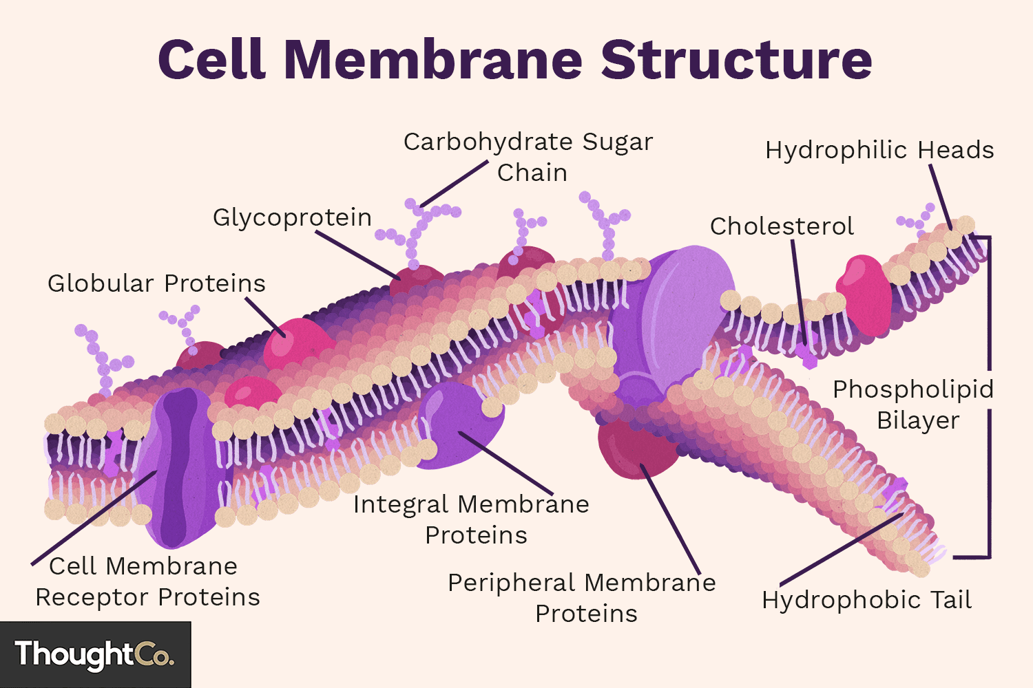 <p>Fragile, transparent barrier containing the cell contents and separates them from the surrounding environment.</p><p>Found in both plant and animal cells.</p>