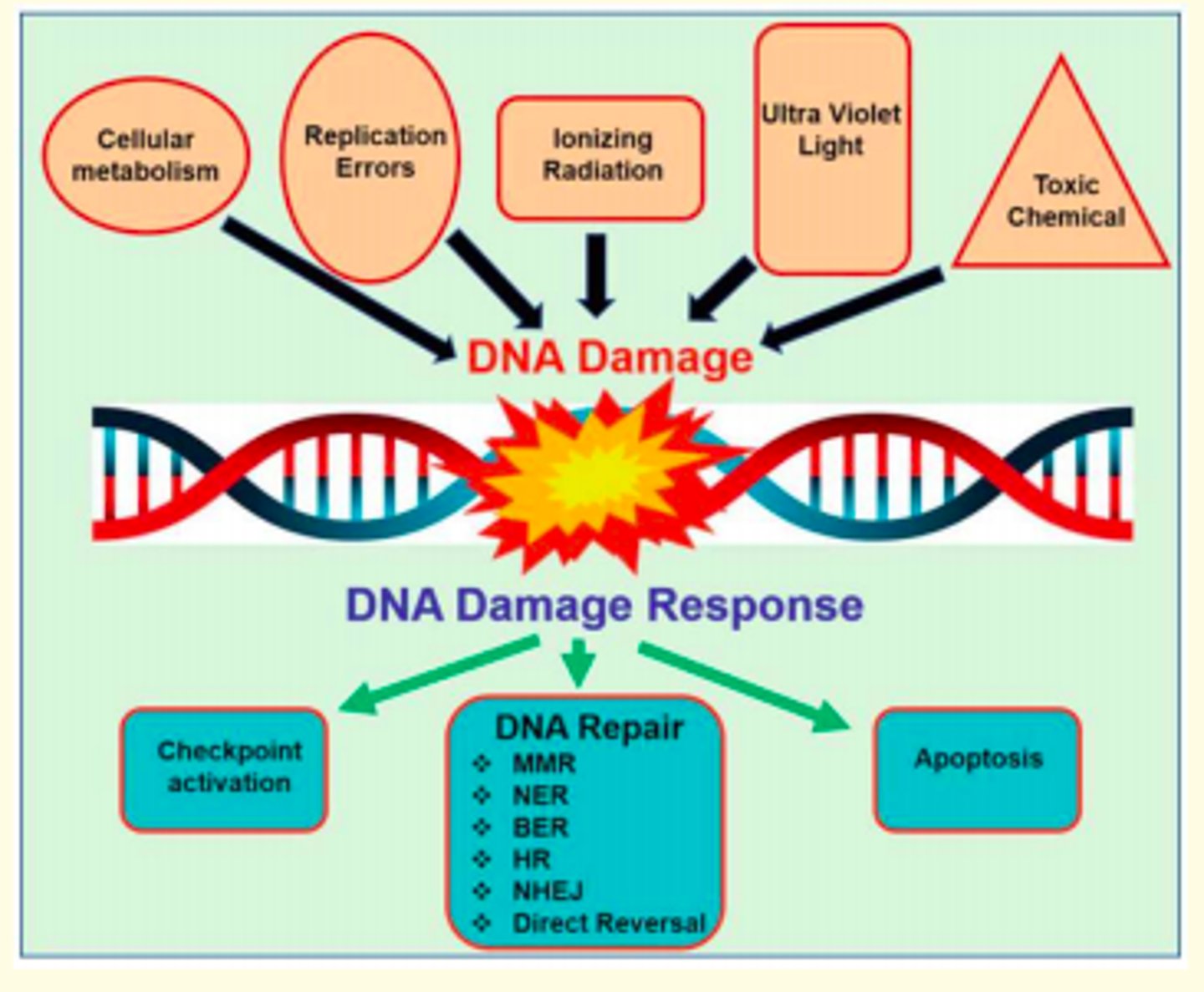 <p>RP and TP53 are gatekeeper proteins</p><p>- TP53 is a transcription factor that is involved in regulating the expression of several pro-apoptotic proteins (guardian of the genome).</p><p>- TP53 is mutated in >50% of cancers</p>