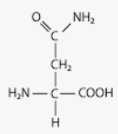<p>tons of oxygen in these side chains</p><p>hydrophilic</p>