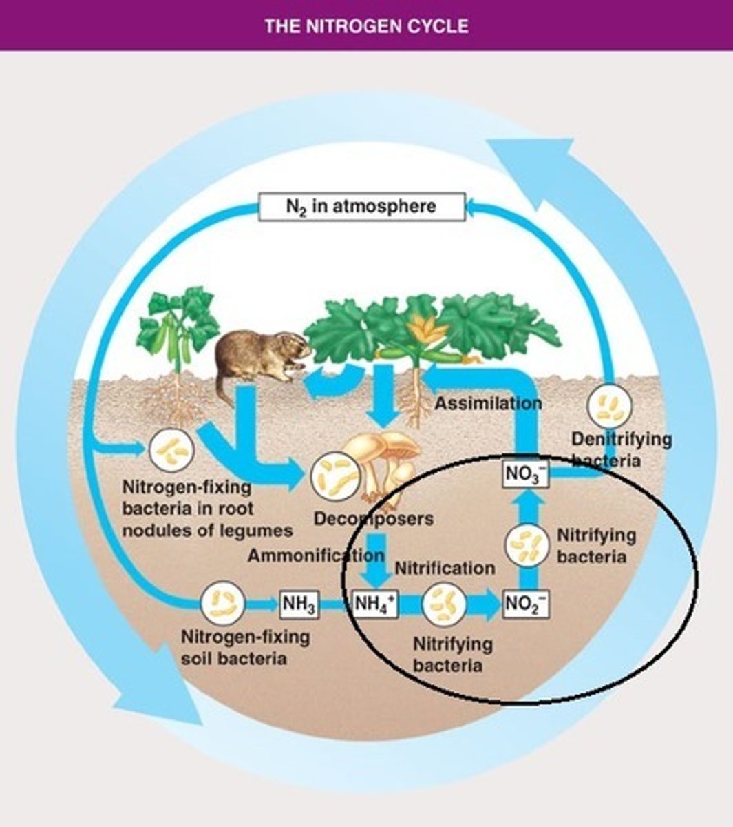 <p>The process in which soil bacteria convert ammonia (NH3) into first nitrites (NO2-) and then nitrates (NO3-) which is a form of nitrogen most easily used by plants.</p>