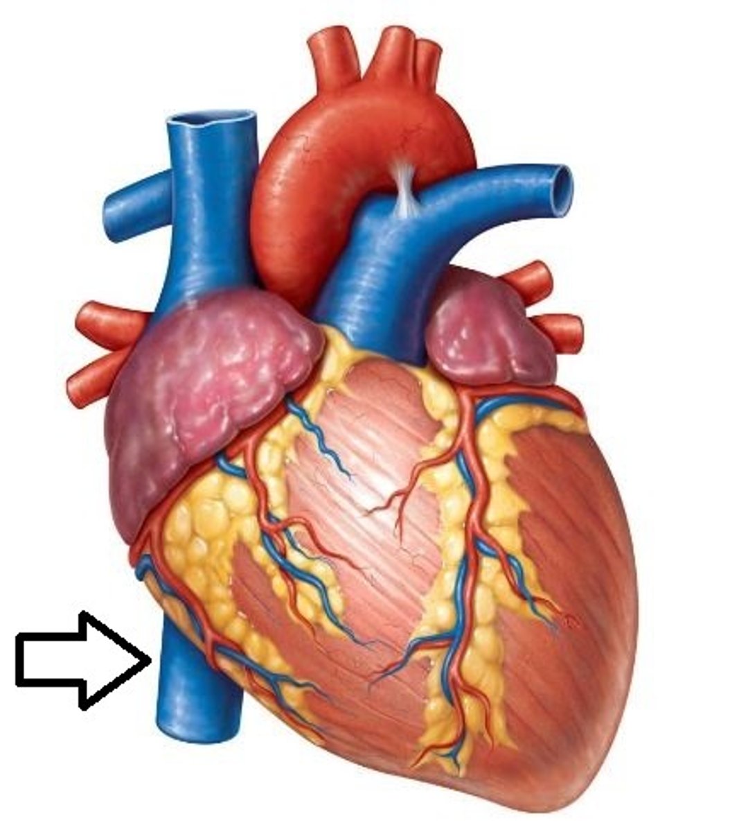 <p>A vein that is the largest vein in the human body and returns blood to the right atrium of the heart from bodily parts below the diaphragm.</p>