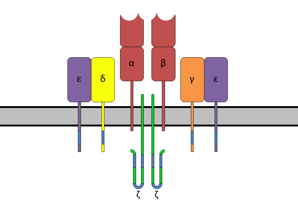 <p><strong>α and β chains</strong></p>
