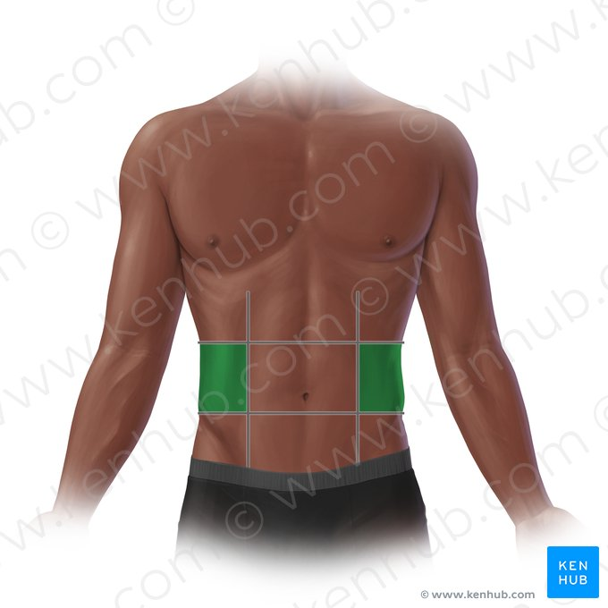 <p>Sides of the abdomen. </p>