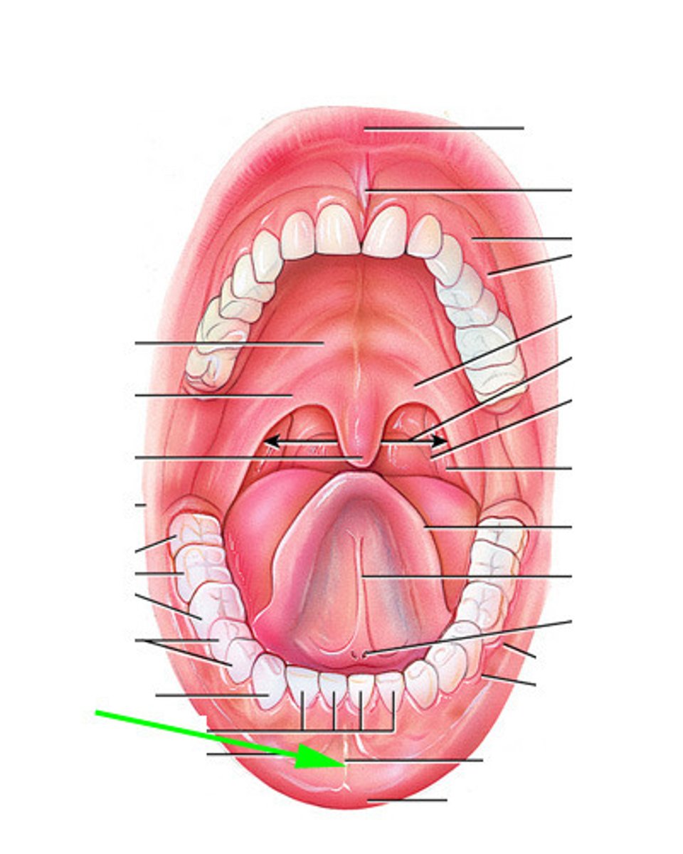 <p>mucosal fold connected to lower lip</p>