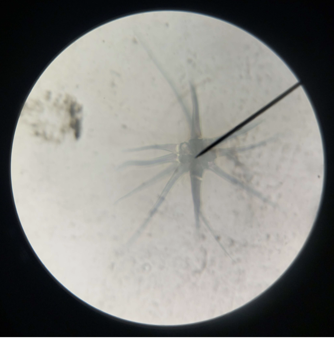 <p>Trichomes</p>