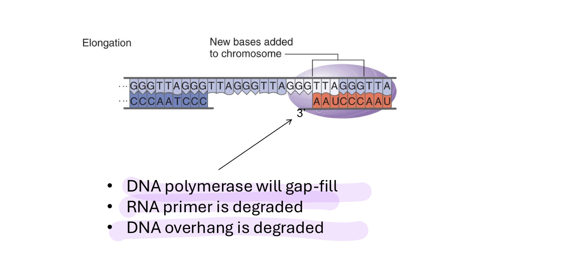 <ul><li><p>dna pol gap-fills (completes the other (new) strand so it doesnt just have nothing there)</p><ul><li><p>from 5’ to 3’ end using primer on far side of the telomerase</p></li></ul></li><li><p>rna primer is degraded</p></li><li><p>dna overhang is degraded</p></li></ul><p></p>