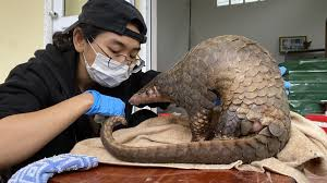 <p>The wildlife conservation efforts aim to protect the habitats of _____creatures and preserve biodiversity.</p><p class="style_collocation__trans__nAf6q"><em>Nỗ lực bảo tồn động vật hoang dã nhằm bảo vệ môi trường sống của các sinh vật sống và bảo tồn đa dạng sinh học.</em></p>