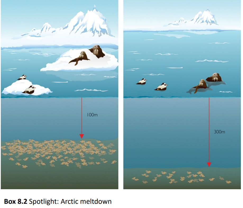 <p><span style="color: blue"><strong>Snowpack </strong></span>is the ACCUMULATION of compressed layers of snow that build up over time, typically in mountainous or cold regions.</p><ul><li><p>It serves as a natural reservoir, storing water in the winter and gradually RELEASING it as it melts in the spring and summer.</p></li><li><p>Snowpack is crucial for water availability, supporting agriculture, ecosystems, and human consumption downstream.</p></li><li><p>Its formation and persistence depend on temperature and precipitation patterns, making it highly sensitive to climate change, which can lead to reduced snowfall, earlier melting, and water shortages.</p><p></p></li></ul><p><strong><u>Snowpack Changes in a Changing Climate</u></strong></p><ul><li><p>Snowpack is projected to DECREASE dramatically in response to WARMING winter and spring temperatures.</p></li><li><p>Reduced snowmelt and earlier snowmelt spell <span style="color: red"><strong>TROUBLE for water availability particularly for downstream agriculture</strong></span>.</p></li><li><p>Affects stream flow for wild freshwater populations</p></li><li><p>In California<span style="color: blue"> most of our snow is accumulated in the North/Sierra Nevadas</span></p></li></ul><p></p><p><strong><u>Ponderosa pine range has been REDUCED in the Sierra Nevada mountains of California since 1930</u> (</strong><span style="color: rgb(12, 232, 223)"><strong>GRAPH 1</strong></span><strong>)</strong></p><ul><li><p>RESULTED IN RANGE SHIFTS IN SIERRA NEVADA</p><ul><li><p>As temperatures INCREASE it is not so much ponderosa pine is exceeding its thermal tolerance, but more so that HARDWOODS (mostly Quercus sp.) are beginning to dominate in that range</p></li><li><p><span style="color: yellow">So even though ponderosa pine CAN live there, it is staying LOW which is an example of <strong><u>underfilling</u> (range reduction)</strong></span></p></li></ul></li><li><p>Upslope loss in ponderosa pine is detected by comparing vegetation surveys from the 1930s to today</p></li><li><p>The area of retreat in freezeline (yellow, right) closely corresponds to the area of pine loss (red-purple, left).</p></li><li><p>The <span style="color: blue"><strong>freezeline </strong></span>is the elevation where temperatures consistently DROP BELOW freezing, allowing snow and ice to ACCUMULATE.</p></li><li><p><span style="color: red">As temperatures RISE due to climate change</span>, <span style="color: blue">the freeze-line <strong>MOVES UPSLOPE</strong>, reducing snowpack and impacting ecosystems dependent on cold conditions.</span></p></li></ul><p></p><p><strong><u>Climate Change is Growing Algae in Antarctica</u></strong></p><ul><li><p>Warming temperatures and snowmelt are creating conditions for algae to GROW</p></li><li><p>We can observe algae growth on Antarctic snow by simply utilizing satellite images</p></li><li><p>Species which feed on algae may INCREASE such as plankton</p></li><li><p>Spread of algae growth is shown off the coast of Antarctica</p></li><li><p><u>We are observing changes in some of the coldest parts of the world as a result of warming</u></p></li></ul><p></p><p><strong><u>Retreating Arctic (NORTH) Sea</u></strong></p><ul><li><p>The Arctic Sea ice naturally retreats in the summer, but climate change has accelerated its shrinking trend rather than eliminating it entirely.</p></li><li><p>As ice cover diminishes, the once-unfeasible Northwest Passage—sought for centuries as a shipping route between Europe and Asia—is becoming increasingly navigable, reflecting the dynamic nature of Arctic ice loss.</p></li><li><p>SHIFTING TOWARDS BECOMING SMALLER AND SMALLER NOT DISAPPEARING ENTIRELY</p></li><li><p>As sea ice extent decreases in the Arctic, ice retreats away from the continental shelf, requiring polar bears to return to land EARLIER in the year and diving species such as walrus and eider to dive DEEPER to obtain food.</p></li></ul><p></p><p><strong><u>Impact on Species like Polar Bears</u></strong></p><ul><li><p>They do most of their hunting on sea ice, which can have impacts on their fitness and reproductive abilities</p></li><li><p>The more that sea ice melts, the more greatly reduce their hunting/feeding grounds, the sooner it melts, the less time they have to stock up on food</p></li><li><p>Certain female polar bears need buildup of certain food to be able to reproduce and give birth</p></li></ul><p></p><p><strong><u>Walruses</u> (</strong><span style="color: rgb(10, 215, 250)"><strong>GRAPH 2</strong></span><strong>)</strong></p><ul><li><p>Typically feed by doing deep dives which are about 100 meters and then rest on sea ice</p></li><li><p>Now they have to travel even further down (300 meters) and since there is reduced ice they need to rest on water which takes more energy and is less favorable</p></li><li><p><strong>In the climate system it is not always air temperature which affects water and ice temperature</strong></p><ul><li><p>It is more so the ocean currents/ocean circulation</p></li></ul></li></ul><p></p><p><strong><u>Sea ice changes in the Antarctic are LESS straightforward than the continual declines in the Arctic</u></strong>.</p><ul><li><p>In some areas Antarctic pack ice is lasting LONGER , while in other places it is DECLINING in duration.</p></li><li><p>Associated with these changes, are changes in penguin populations driven by changes in food availability as plankton habitat is altered by the changes in sea ice.</p></li><li><p>DECREASES in pack ice duration are being driven by WARMING</p><ul><li><p>Penguin population DECREASING in those areas</p></li></ul></li><li><p>INCREASES in pack ice duration are being driven by changes in WINDS</p><ul><li><p>Penguin population INCREASING in those areas</p></li></ul></li></ul><p></p>