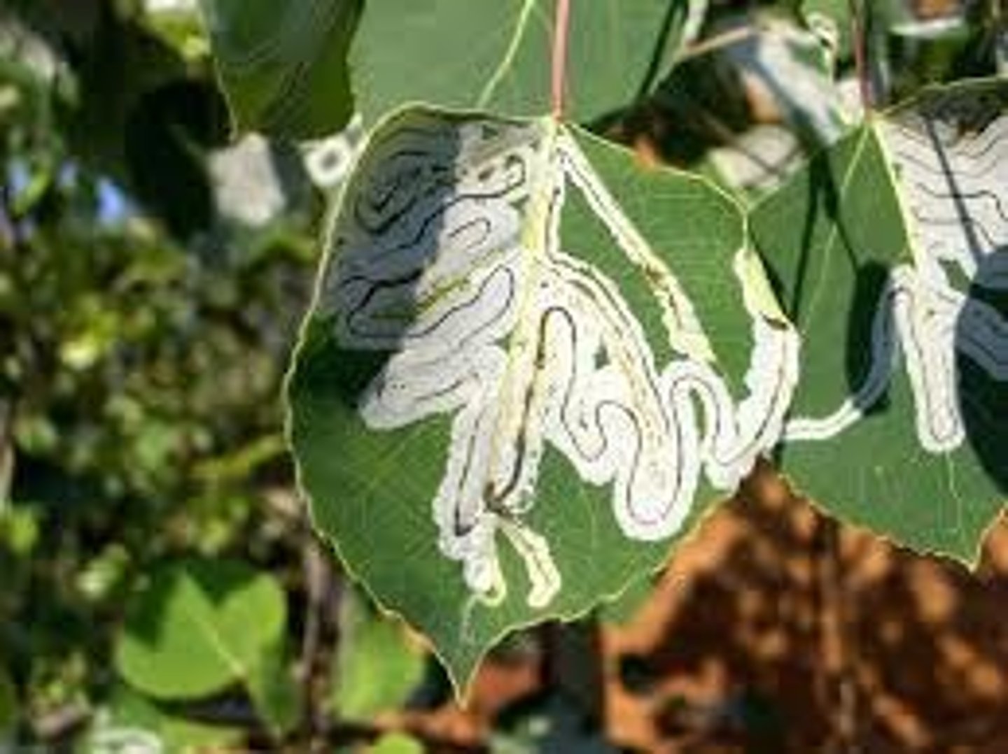 <p>larvae of diptera, lepidoptera, some hymenoptera, coleoptera</p>
