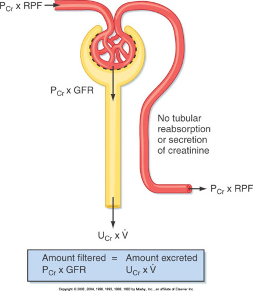 <p>normal <strong><span class="bgY">creatinine</span></strong></p>