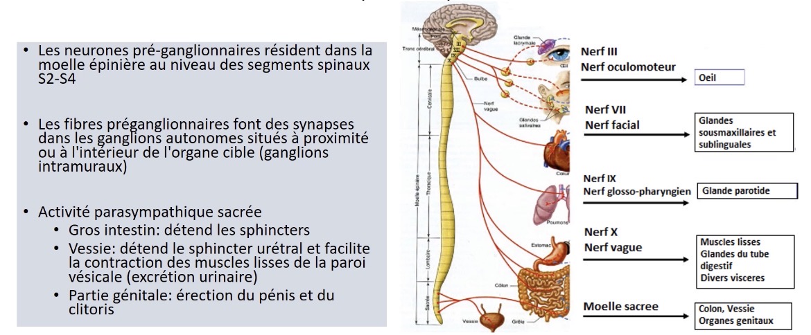 <p>Dans les ganglions autonomes situés à proximité ou à l’intérieur de l’organe cible (ganglions intramuraux)</p>
