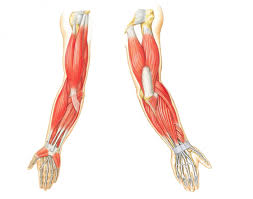 <p>posterior hand, wrist, forearm </p>
