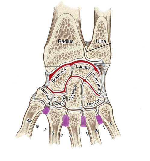 <p>what are the articulations between the bases of the metacarpal bones of the four fingers? (purple lines)</p>