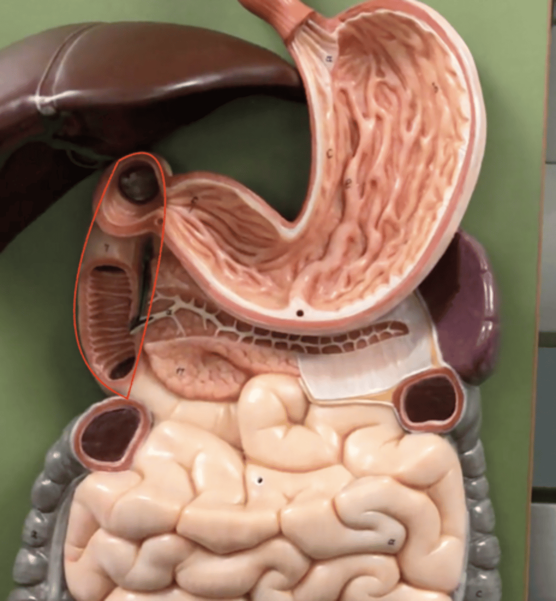 knowt flashcard image