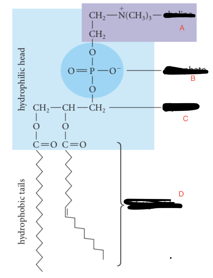 <p>Label the phospholipid —lecithin</p>