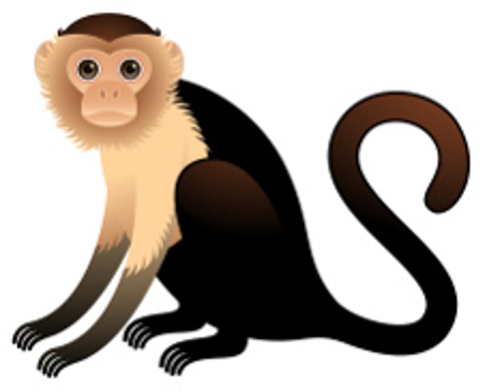 <p>spider monkey</p>