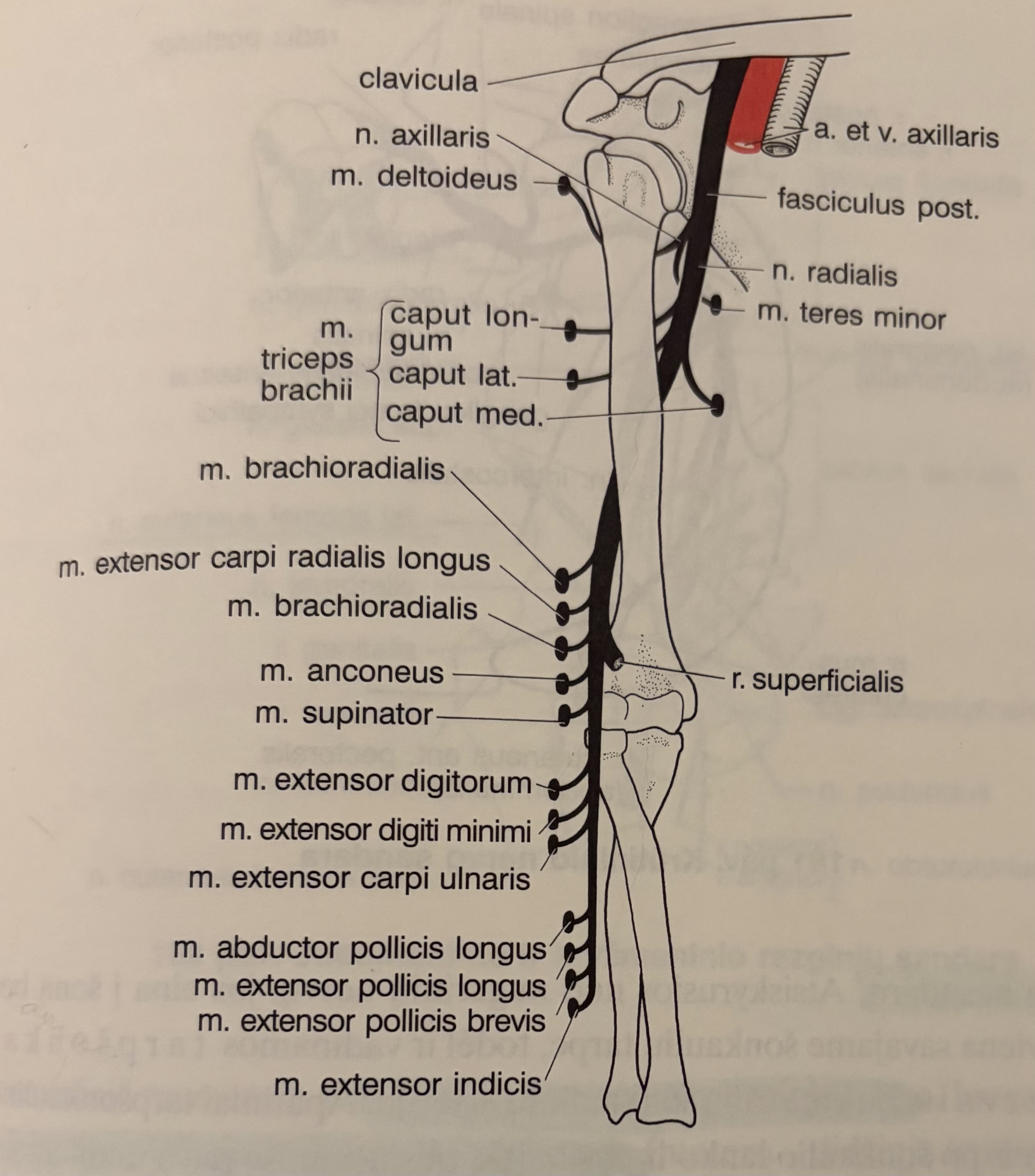 <p>Stipininis nervas</p>