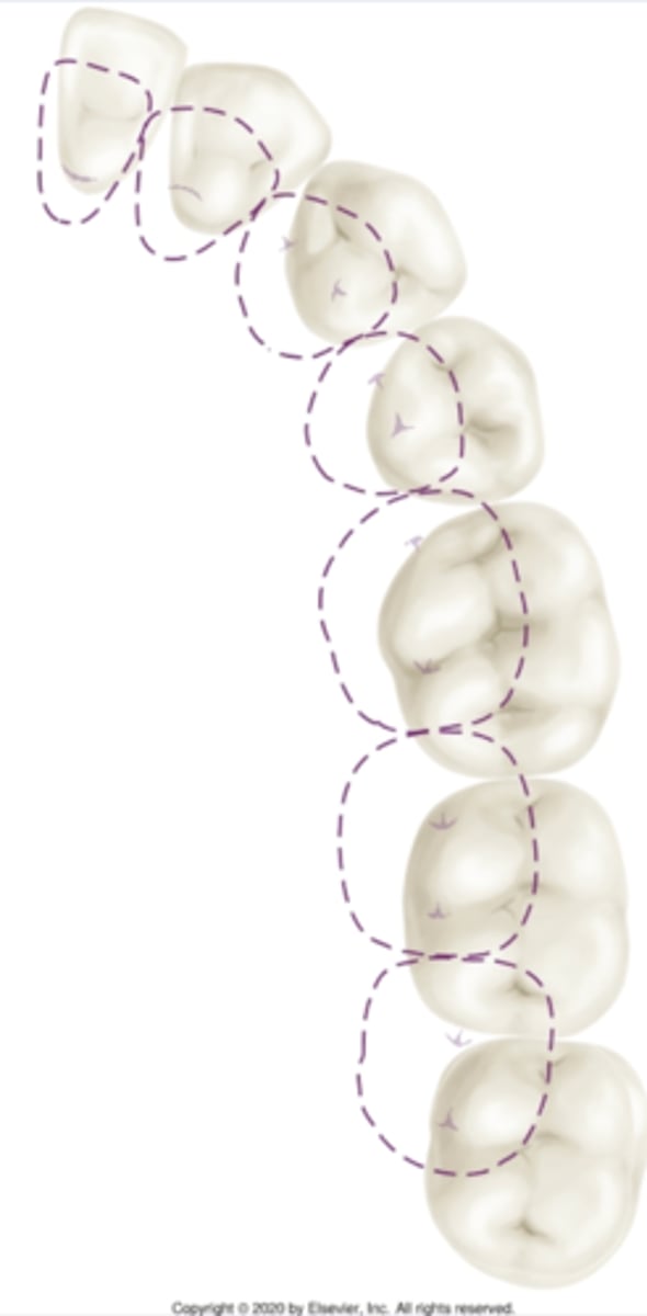 <p>Centric cusps contact in</p>