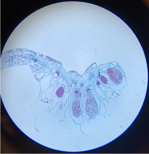<p>identify</p>