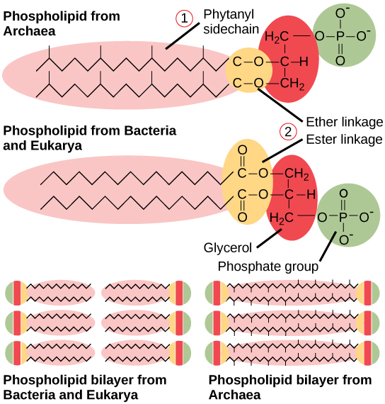 <p>How do archaea cells differ from bacterial cells?</p>