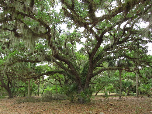 (Quercus virginiana)