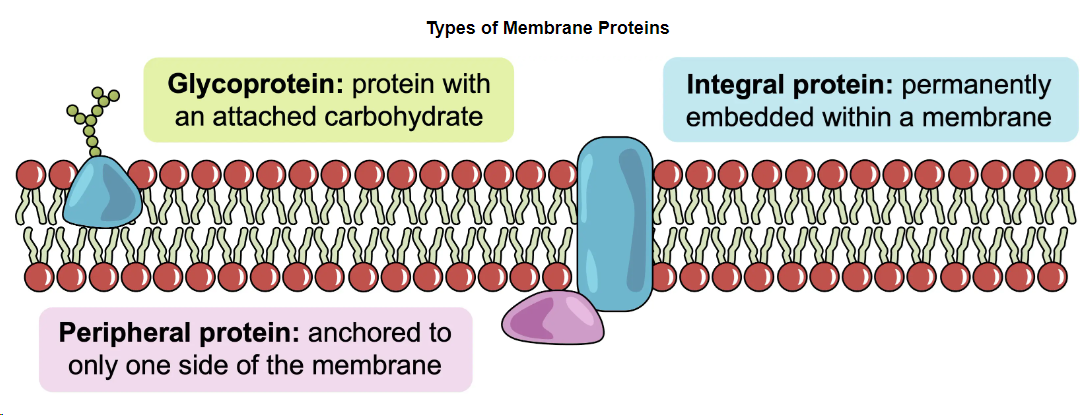 <p>Proteins embedded in or attached to the cell membrane, with functions including junctions, enzymes, transport, recognition, anchorage, and transduction</p>