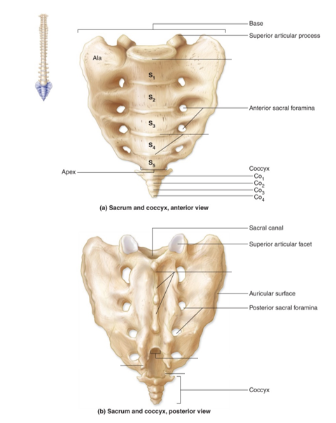 <p>-formed by 5 fused vertebrae</p><p>-superior articular process connects to hip</p><p>-possesses foramen for blood vessels &amp; spinal nerves to pass through</p>