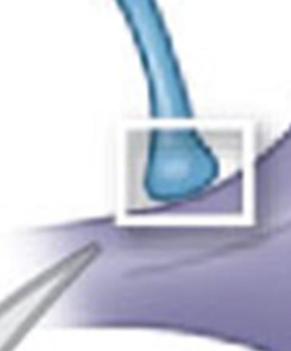 <p>play a role in communication with another cell</p>