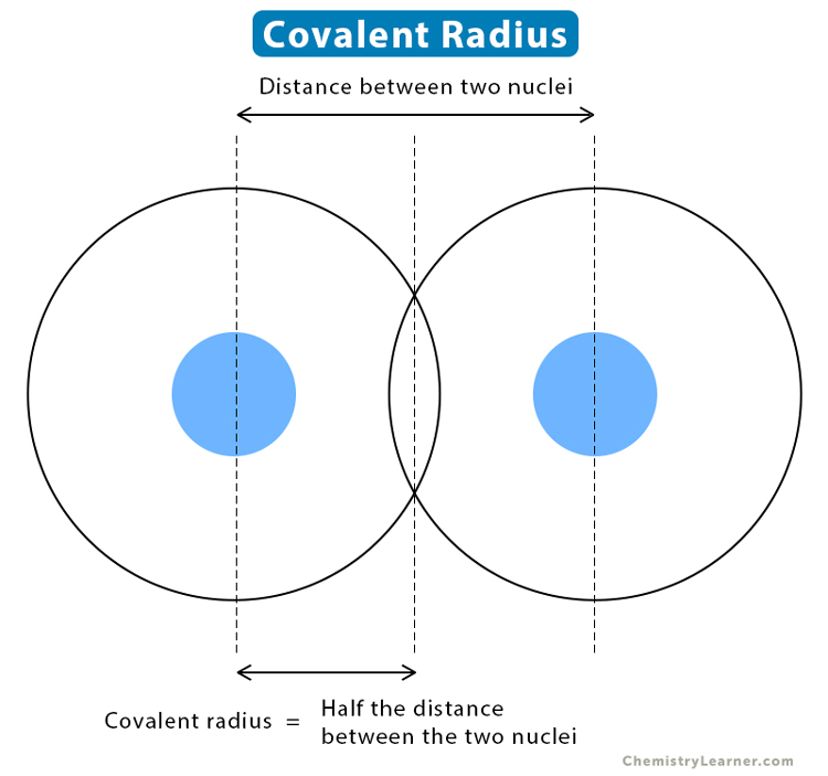 <p>the measure of the size of an atom's covalent bond, defined as half the distance between the nuclei of two bonded atoms. </p>