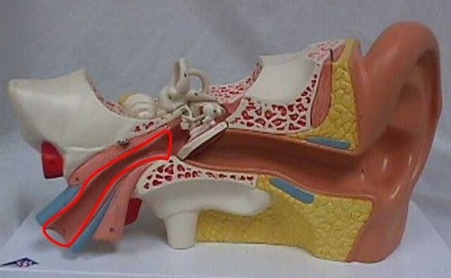 <p>channel connecting the middle ear to the nasopharynx; equalizes pressure across the eardrum, drains fluids, and protects the middle ear from infection</p>