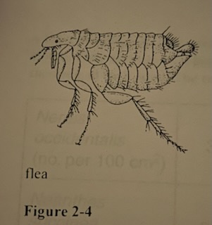 The organism shown in Figure 2-4 is involved in which type of symbiosis?
