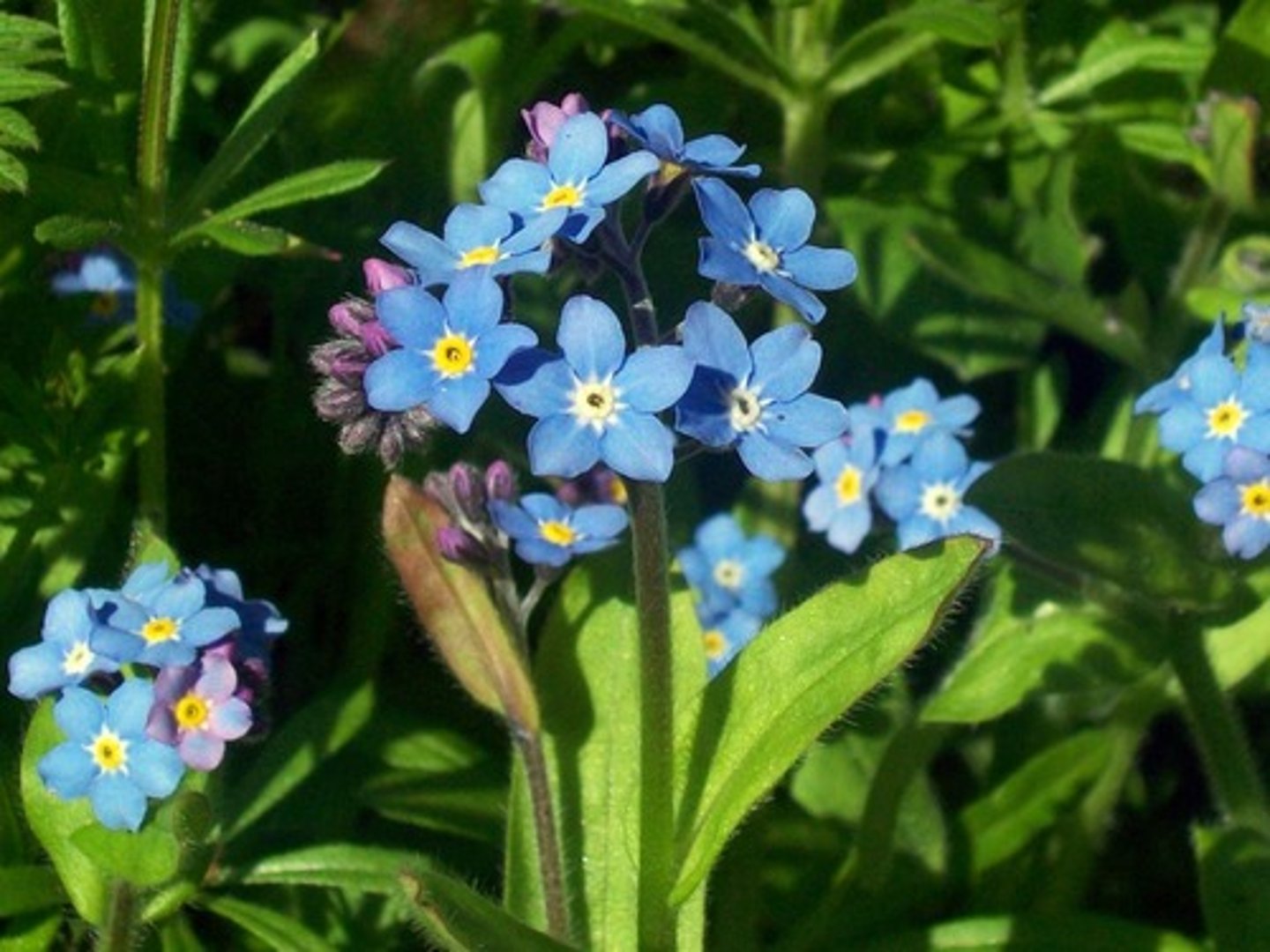 <p>niezapominajka leśna (kwietniki, rabaty, pojemniki)</p>