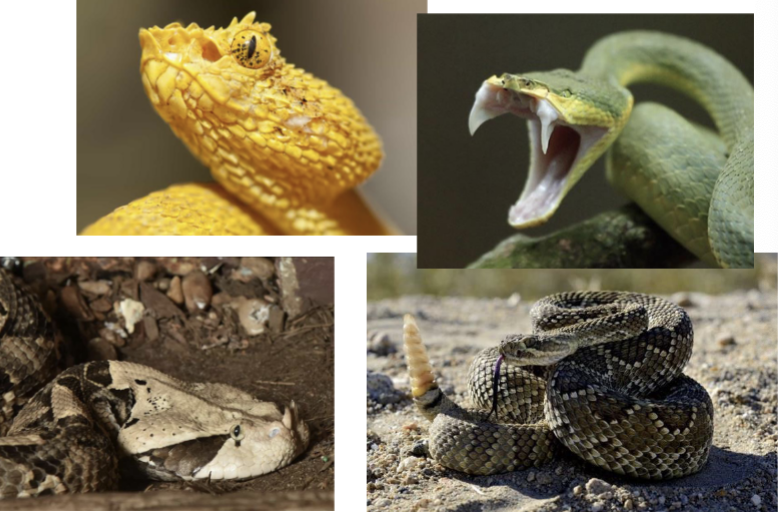 <p>Viperidae - Vipers &amp; Rattlesnakes</p>