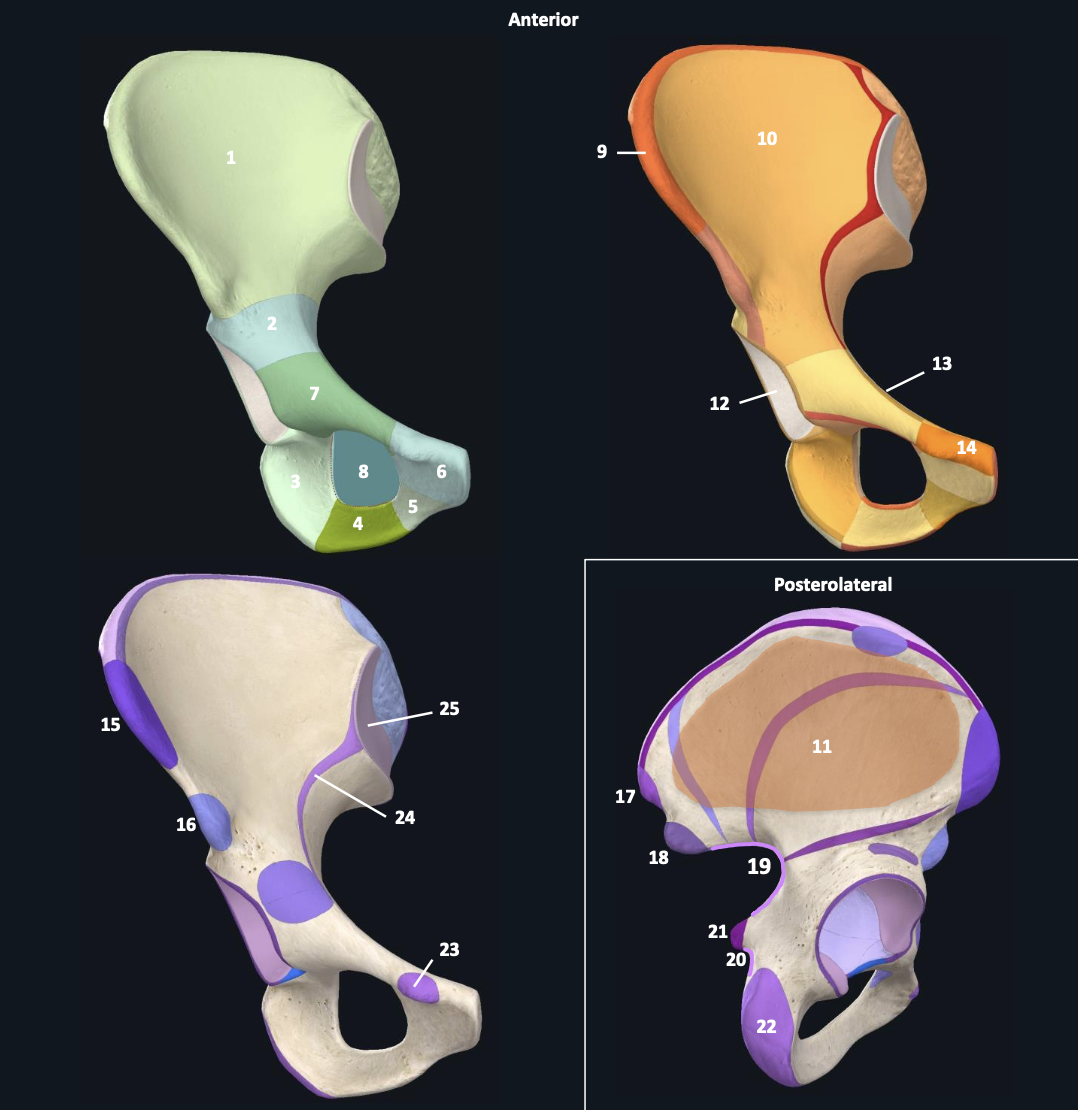 <p>body of pubis </p>