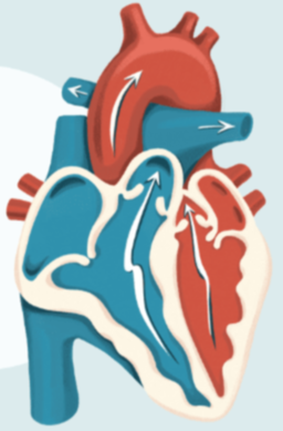 <p>What are contractions of the upper heart chambers called?</p>