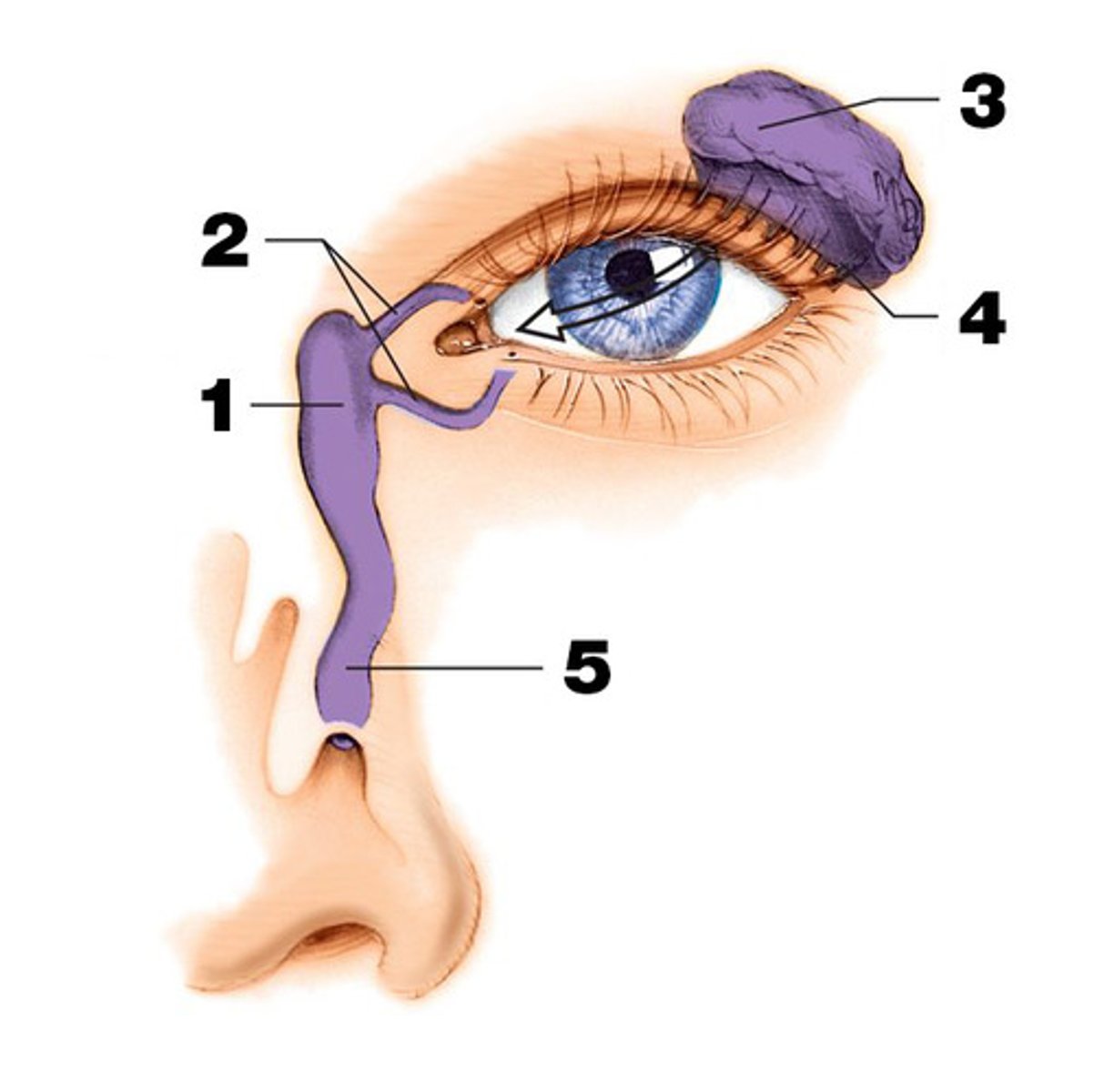 <p>passageway for tears from <strong>the eye's lacrimal sac</strong> into <strong>the nose</strong></p>