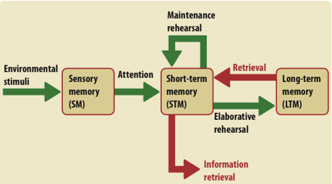 <ul><li><p>proposed by Atkinson and Schiffrin</p></li><li><p>proposed first model/cognitive explanation as it was previously biological. stores are linked by processing</p></li><li><p>linear model</p></li><li><p>stimulus from the environment is registered by the sensory register, which has stores for all the senses</p></li><li><p>if a certain stimulus has caused attention, it will be moved to the Short Term Memory</p></li><li><p>through maintenance rehearsal, information in the STM can be kept there for longer</p></li><li><p>Through prolonged rehearsal, that memory will be transferred to LTM</p></li><li><p>memories from the LTM can be retrieved to the STM</p></li><li><p>memories can be forgotten at any point</p></li></ul><p>biologically </p><ul><li><p>sensory information is transported by neurons in the cortex and travels to the hippocampus. transported back to the cortex for permanent storage </p></li></ul>