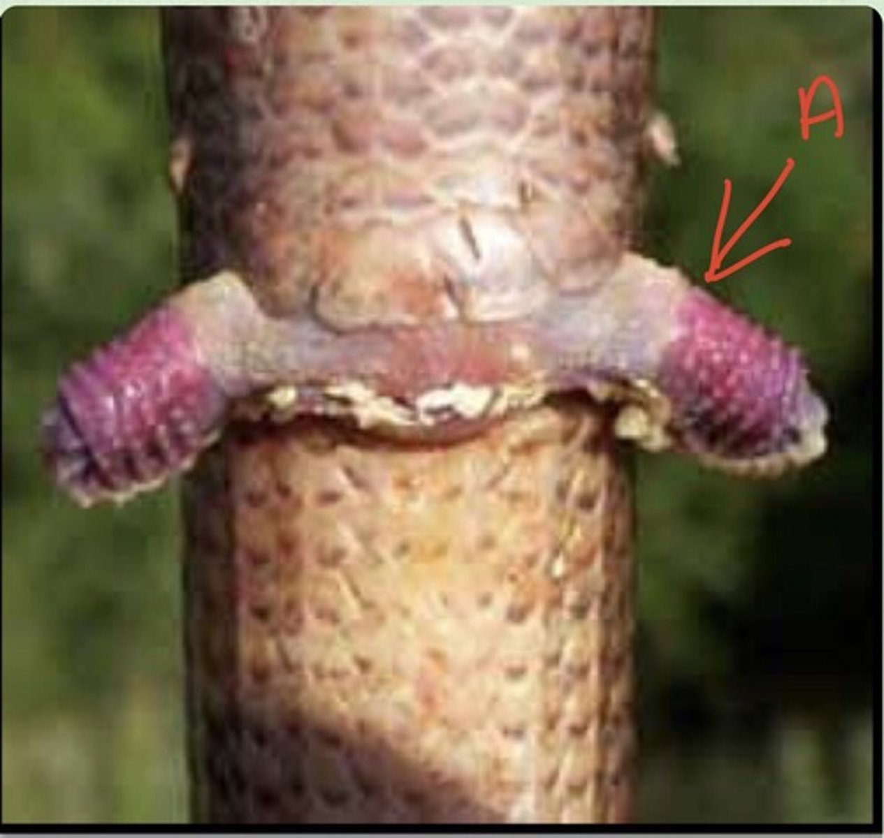 <p>term for paired penises found in snakes and lizards</p>