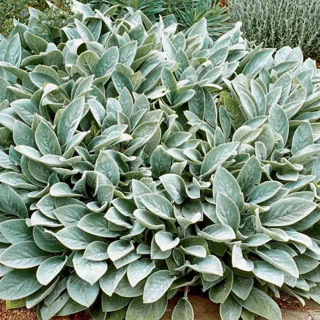 <p>Vilken blomma? </p>