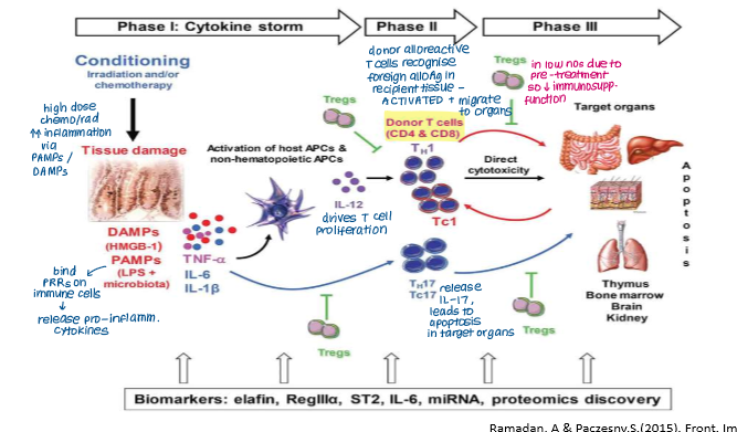 <ol><li><p><strong>Conditioning (Tissue Damage)</strong></p></li></ol><ul><li><p>Chemotherapy/radiotherapy damages recipient tissue (skin, GI tract, liver)</p></li><li><p>Pro-inflammatory cytokines <strong>(TNF-a, IL-6, IL-1) </strong>released by patient cells in response to DAMPs and PAMPs<strong> (PAMPs from gut microflora)</strong></p></li><li><p>Cytokines activate patient APCs which present alloantigens to alloreactive T cells in graft, priming and activating them.</p></li></ul><p></p>
