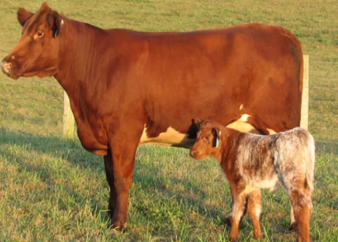 <p>What breed is this?</p>