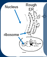 <ul><li><p>synthesised on ribosomes as prehormone or preprohormone, initial signal sequence 15-25 amino acids </p></li><li><p>signal sequence binds to signal recognition particle</p></li><li><p>complex binds to receptor to rough endoplasmic reticulum membrane </p></li><li><p>signal sequence cleaved off, inactive storage form, further processing </p></li><li><p>leader sequence directs the protein, allows protein to form correctly, gets cut off before secreting as mature protein </p></li></ul><p></p>